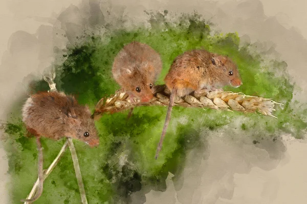 Digital Watercolor Painting Cute Harvest Mice Micromys Minutus Wheat Stalk — Stock Photo, Image