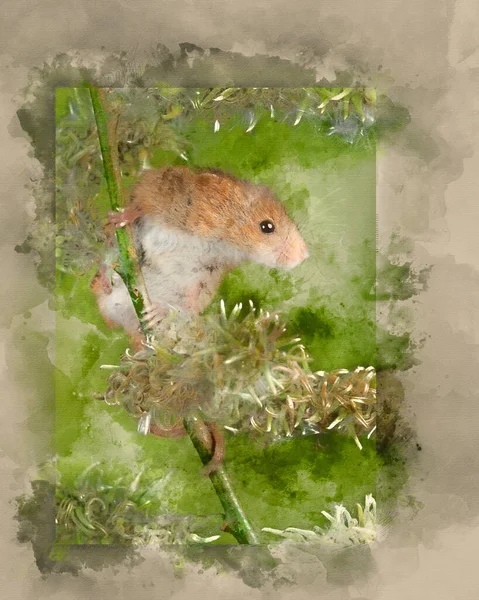 Digital Watercolor Painting Cute Harvest Mice Micromys Minutus White Flower — Stock Photo, Image