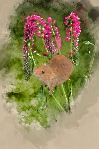 Digital Watercolor Painting Cute Harvest Mouse Micromys Minutus Red Flower — Stock Photo, Image