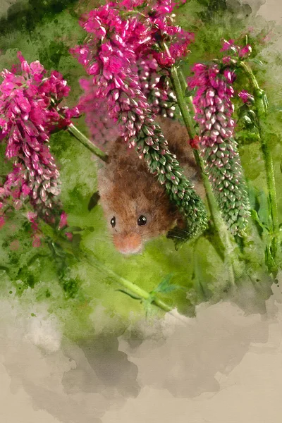 Digital Watercolor Painting Cute Harvest Mouse Micromys Minutus Red Flower — Stock Photo, Image