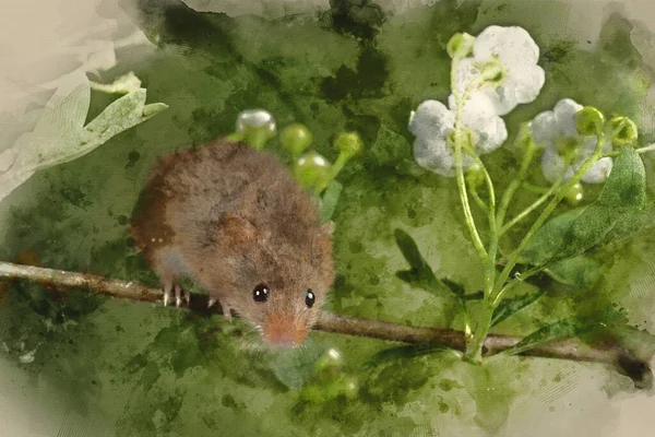 Digital Watercolor Painting Cute Harvest Mice Micromys Minutus White Flower — Stock Photo, Image