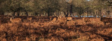 Kızıl geyik sürüsünün destansı görüntüsü Cervus Elaphus orman manzarasında parıldayan altın şafak güneşinde çarpıcı bir ışıkla 