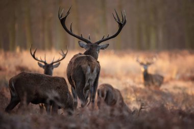 Kızıl geyik sürüsünün destansı görüntüsü Cervus Elaphus orman manzarasında parıldayan altın şafak güneşinde çarpıcı bir ışıkla 