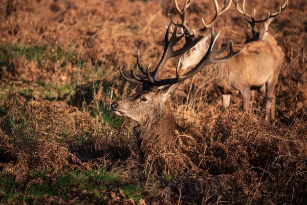 Imagem Épica Rebanho Veados Vermelhos Apunhala Cervus Elaphus Brilhante Luz — Fotografia de Stock