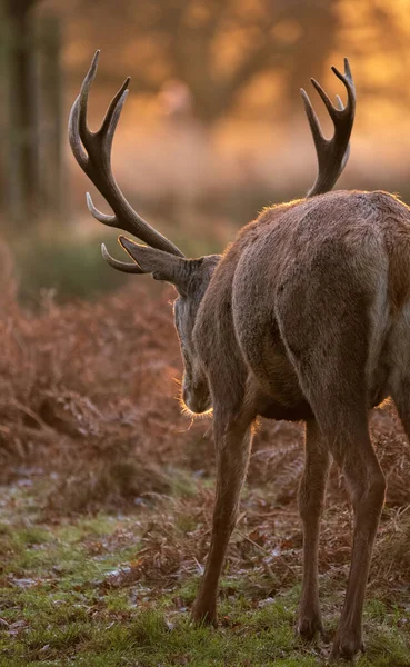 ソロの赤い鹿のスタッグの美しい肖像 森の風景の中で冬に黄金の夜明けの太陽の下でCervus Elaphus — ストック写真