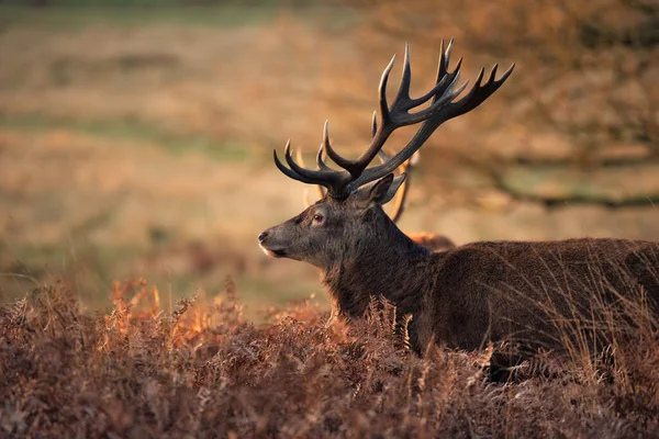 ソロの赤い鹿のスタッグの美しい肖像 森の風景の中で冬に黄金の夜明けの太陽の下でCervus Elaphus — ストック写真