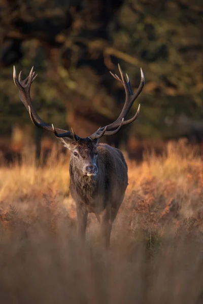 ソロの赤い鹿のスタッグの美しい肖像 森の風景の中で冬に黄金の夜明けの太陽の下でCervus Elaphus — ストック写真