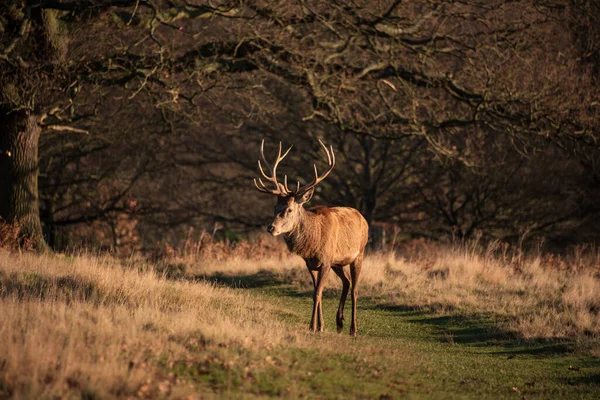 ソロの赤い鹿のスタッグの美しい肖像 森の風景の中で冬に黄金の夜明けの太陽の下でCervus Elaphus — ストック写真