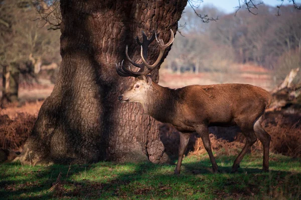 Imagen Épica Manada Ciervos Rojos Ciervos Cervus Elaphus Brillante Luz —  Fotos de Stock