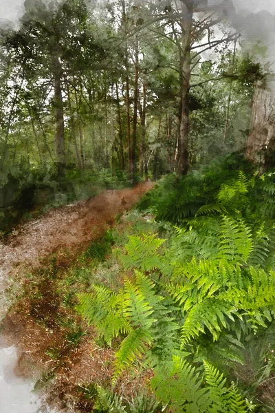 Digital Watercolor Painting Landscape Image Footpath Beautiful Lush Green Forest — Stock Photo, Image