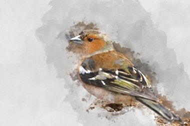 Bahar güneşinde dalda Güzel Chaffinch Fringilla Coelebs 'in dijital suluboya resmi