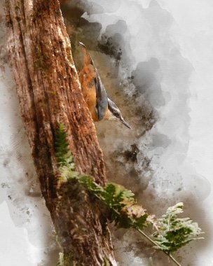 Dijital olarak Nuthatch Bahçesindeki Güzel 'in suluboya resmini yaptım. Bahar güneşinde Sitta Europaea ağaçta dalda.