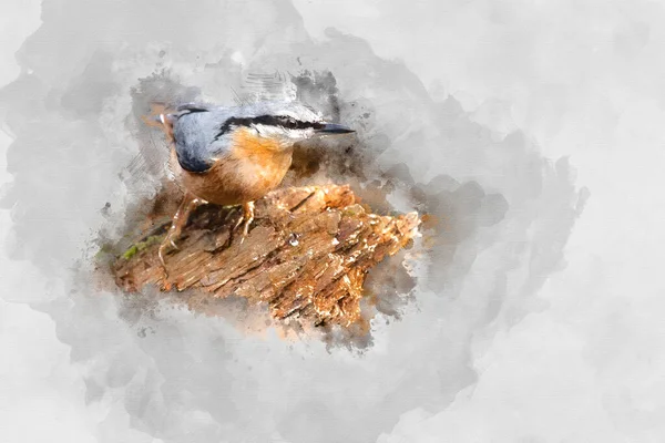 Цифровая Акварельная Живопись Красивая Птице Сада Nuthatch Sitta Europaea Лучах — стоковое фото