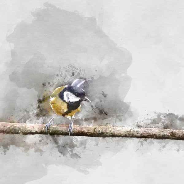 Digital Watercolor Painting Beautiul Great Tit Bird Parus Major Branch —  Fotos de Stock