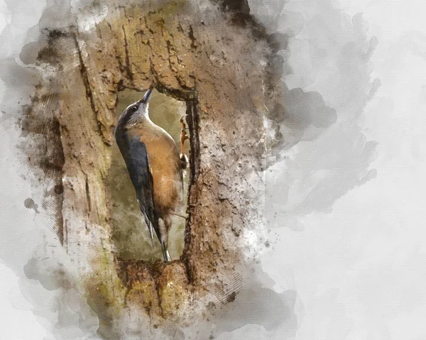 Pittura Acquerello Creata Digitalmente Beautiful Uccello Giardino Nuthatch Sitta Europaea — Foto Stock
