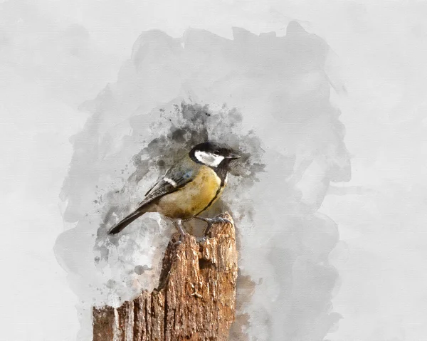 Digitally Created Watercolor Painting Beautiul Great Tit Bird Parus Major —  Fotos de Stock