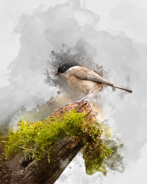 Digitally Created Watercolor Painting Beautiful Image Marsh Tit Bird Poecile —  Fotos de Stock