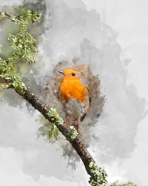 Pintura Acuarela Creada Digitalmente Hermosa Imagen Robin Pecho Rojo Pájaro —  Fotos de Stock