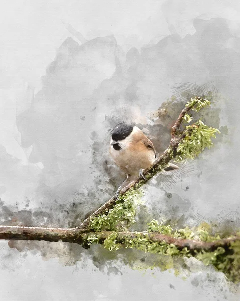 Digitally Created Watercolor Painting Beautiful Image Marsh Tit Bird Poecile — 스톡 사진