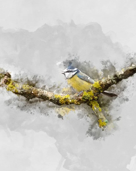 Digitally Created Watercolor Painting Beautiful Image Blue Tit Bird Cyanistes — ストック写真