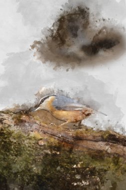 Nuthatch Bahçesi 'nde Güzel' in dijital olarak yapılmış suluboya resmi. Bahar güneşinde ağaçta bulunan Sitta Europaea.