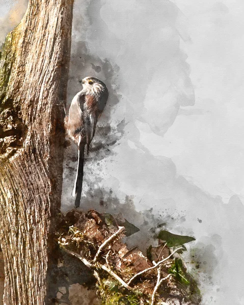 Digitally Created Watercolour Painting Beautiful Image Long Tailed Tit Bird — 스톡 사진