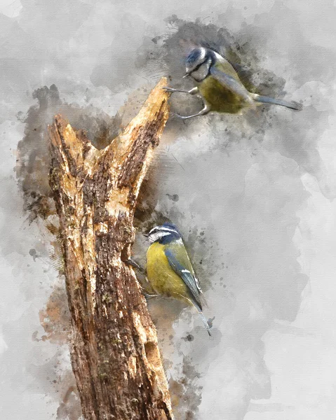 Digitally Created Watercolour Painting Beautiful Image Blue Tit Bird Cyanistes — Fotografia de Stock