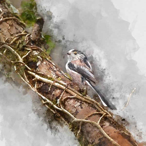 Digitally Created Watercolour Painting Beautiful Image Long Tailed Tit Bird — Stockfoto