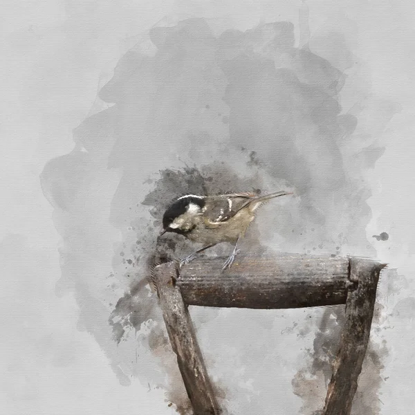 Digitally Generated Watercolor Painting Beautiful Image Coal Tit Bird Periparus — Stock Photo, Image