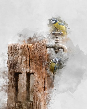 Digital watercolour painting of Beautiful image of Blue Tit bird Cyanistes Caeruleus on wooden post with rusty water tap in Spring sunshine and rain in garden