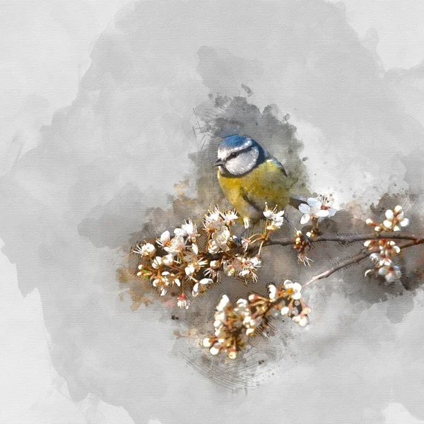 Digital Watercolor Painting Beautiful Image Blue Tit Bird Cyanistes Caeruleus — 图库照片