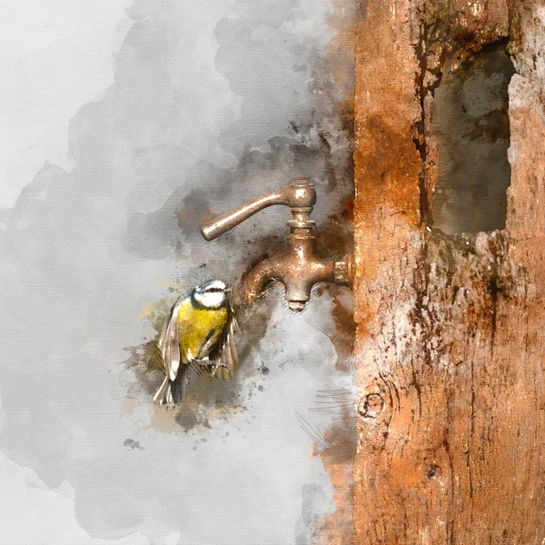 Digital Watercolor Painting Beautiful Image Blue Tit Bird Cyanistes Caeruleus — Foto de Stock