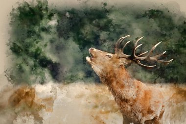Güz mevsiminde Geyik Geyiği Cervus Elaphus 'un tekdüze çiftleşme sendromu sırasında sonbaharda ağaçlık alanda yaptığı suluboya resim.
