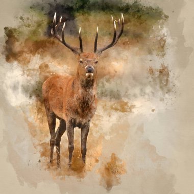 Güz mevsiminde Geyik Geyiği Cervus Elaphus 'un tekdüze çiftleşme sendromu sırasında sonbaharda ağaçlık alanda yaptığı suluboya resim.