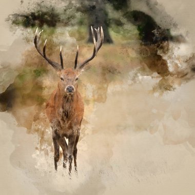 Güz mevsiminde Geyik Geyiği Cervus Elaphus 'un tekdüze çiftleşme sendromu sırasında sonbaharda ağaçlık alanda yaptığı suluboya resim.