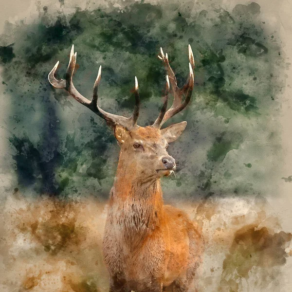 Pintura Aquarela Digitalmente Criada Belo Veado Vermelho Cervus Elaphus Outono — Fotografia de Stock