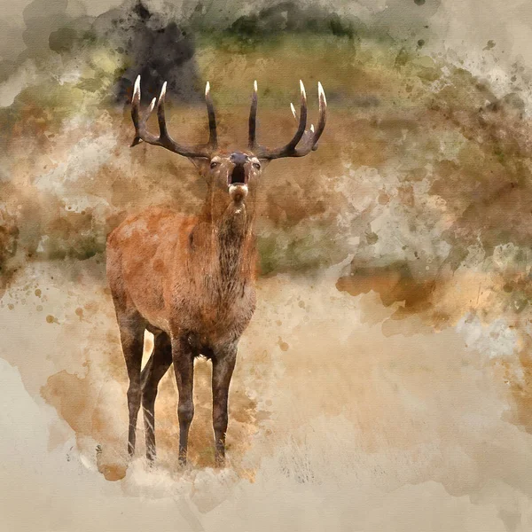 Pintura Acuarela Creada Digitalmente Del Hermoso Ciervo Rojo Cervus Elaphus —  Fotos de Stock