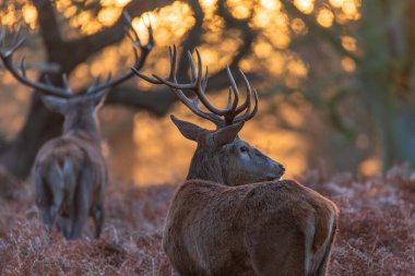 Kızıl geyik sürüsünün destansı görüntüsü Cervus Elaphus orman manzarasında parıldayan altın şafak güneşinde çarpıcı bir ışıkla 