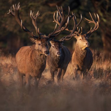 Kızıl geyik sürüsünün destansı görüntüsü Cervus Elaphus orman manzarasında parıldayan altın şafak güneşinde çarpıcı bir ışıkla 
