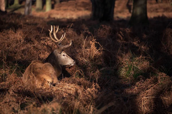 Piękny Portret Samotnego Jelenia Cervus Elaphus Złotym Świcie Słońce Zimie — Zdjęcie stockowe