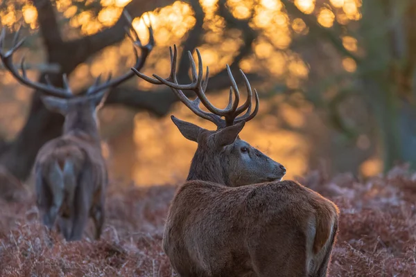 Epicki Obraz Stada Jelenia Czerwonego Cervus Elaphus Blasku Złotego Świtu — Zdjęcie stockowe