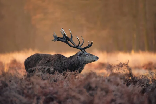 Belo Retrato Veado Vermelho Solo Cervus Elaphus Luz Sol Amanhecer — Fotografia de Stock