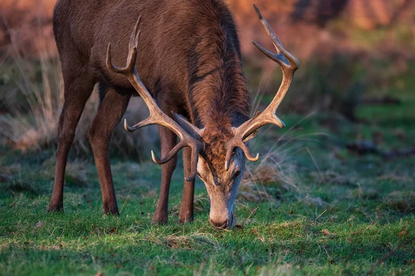 Belo Retrato Veado Vermelho Solo Cervus Elaphus Luz Sol Amanhecer — Fotografia de Stock