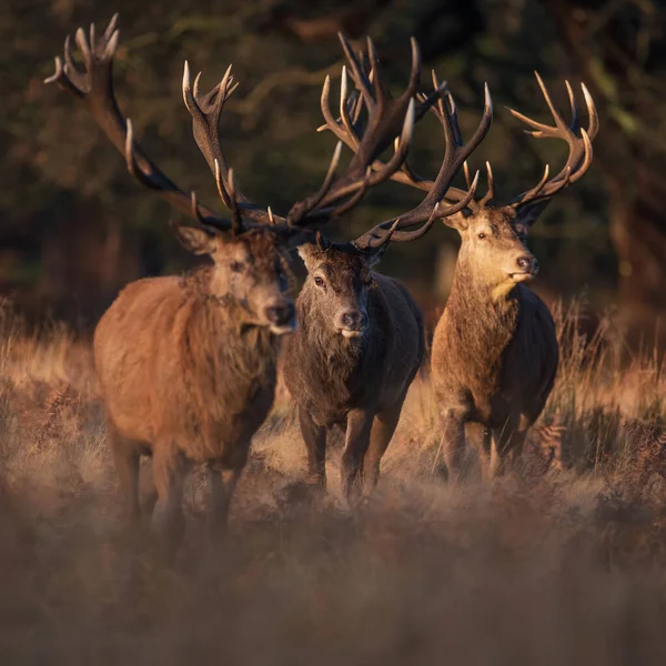 Image Épique Troupeau Cerfs Cerfs Cervus Elaphus Aube Dorée Rayonnante — Photo