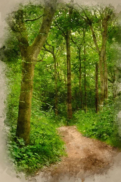 Aquarelle Numérique Belle Image Paysage Sentier Serpentant Travers Forêt Verte — Photo