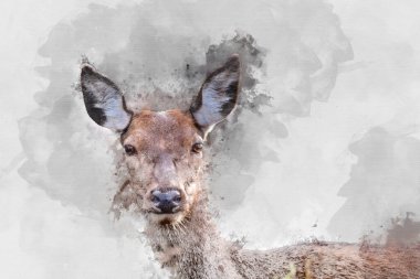 Renkli orman manzarasında kırmızı geyik dişisinin çarpıcı görüntüsünün dijital suluboya resmi.