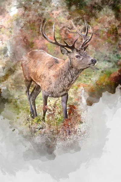 Цифровая Акварельная Живопись Красивое Изображение Оленя Красочном Осеннем Пейзажном Лесу — стоковое фото