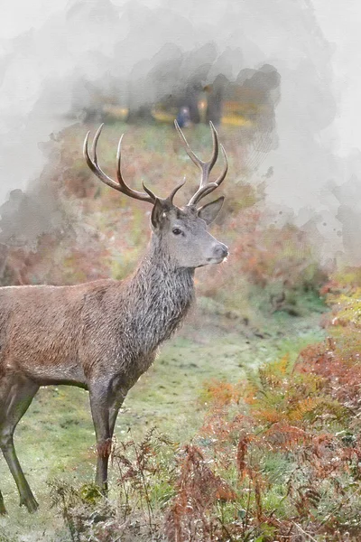 풍경의 사슴의 아름다운 이미지를 디지털 — 스톡 사진