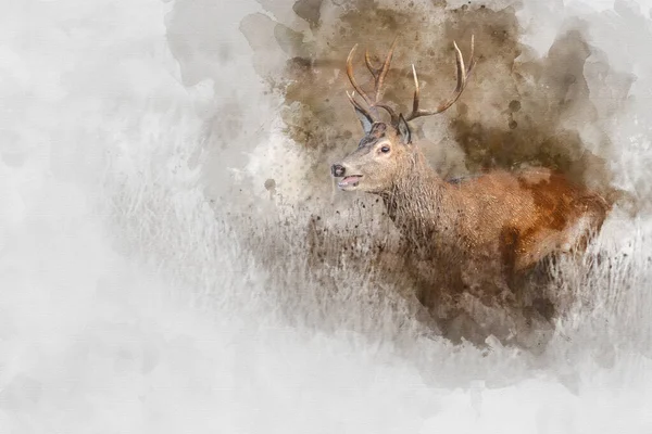 Digitale Aquarel Schilderij Van Mooie Afbeelding Van Rode Hert Hert — Stockfoto