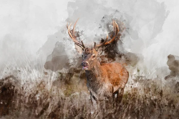 Aquarelle Numérique Peinture Belle Image Cerf Rouge Cerf Dans Coloré — Photo